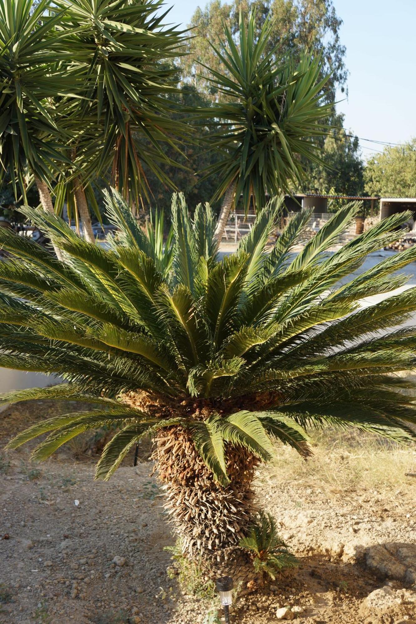 Yapyli Kos Town